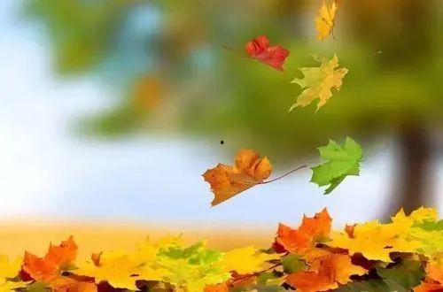 叶落归根,探寻故乡情怀与根脉传承