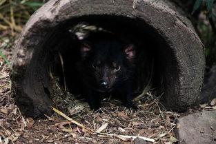 塔斯马尼亚恶魔