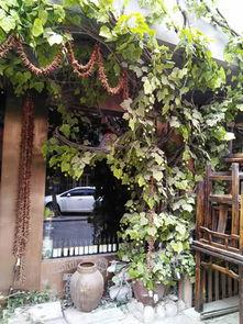 金银花巷的圣诞节,温馨节日里的温馨故事